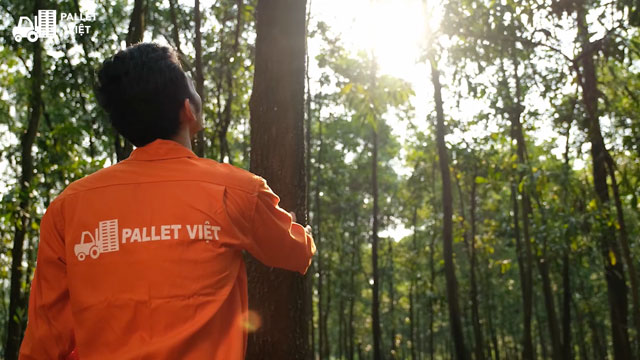 Rừng gỗ Công ty Pallet Việt