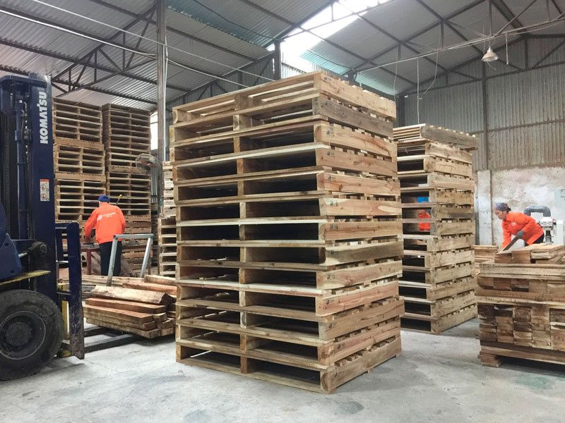 Gỗ keo được chọn làm pallet gỗ ở Việt Nam chiếm gần như tuyệt đối