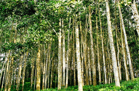 Gỗ keo ở Việt Nam thân gỗ cũng tương đối thẳng, không thẳng bằng gỗ thông nhập khẩu nhưn chúng lại có vòng đời nhanh hơn, việc trồng rừng cho thu hoạch sớm hơn nên được trồng rất phổ biến.