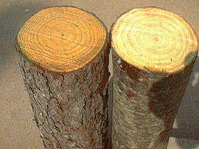 Mặt cắt thân cây gỗ Thông