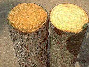 Thân cây gỗ thông Newzealand tròn đều nên khi xẻ gỗ thành khí cho tỷ lệ rất cao.